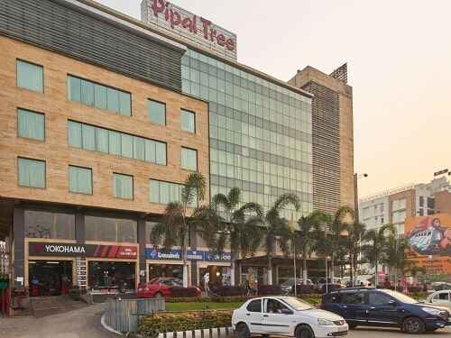 pipal tree
